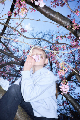 A child in a cherry blossom tree holds pink blossoms to their face.
